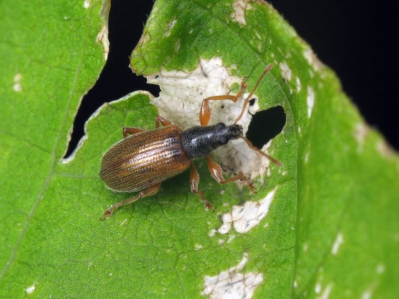Phyllobius oblongus (Linnaeus, 1758)
